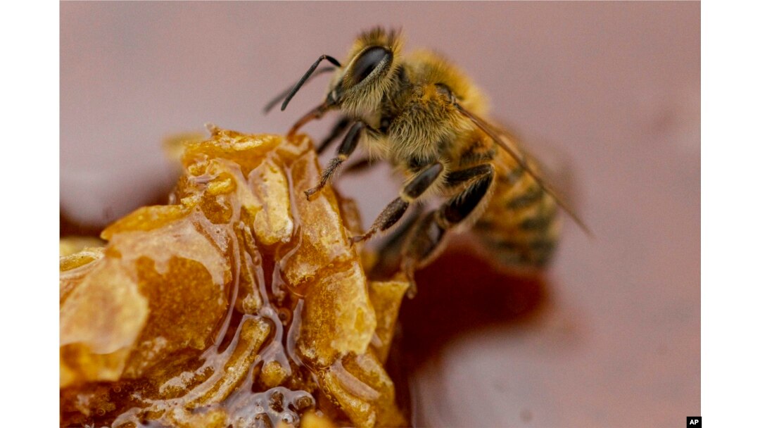 A bee feeds on honey from a honeycomb at a beekeeper's farm in Colina, Jan. 17, 2021. (AP Photo/Esteban Felix)