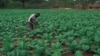 Mugabe Appeals for Help in Funding Agriculture Sector