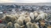 Des ours polaires se nourrissent dans une décharge près du village de Belushya Guba, dans l'archipel russe éloigné du nord de Novaya Zemlya, le 31 octobre 2018. (Alexander GRIR / AFP)