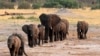 Un troupeau d'éléphants passe devant un point d'eau dans le parc national de Hwange, Zimbabwe, le 14 octobre 2014. REUTERS / Philimon Bulawayo / File Photo - D1BEUCFAIZAA