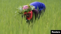A rice farmer collects snails and cleans the rice field near Udon Thani, Thailand, Sep. 15, 2015. 