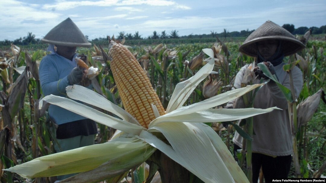 Farmers harvest corn in Purworejo, Indonesia, Jan. 4, 2017. The government decided to import 100,000 tons of corn for cattle feed until the end of the year.