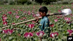 بیشترین مقدار کوکنار در هلمند کاشته شده است
