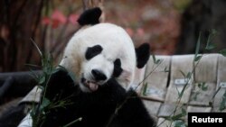 2019年11月19日，从中国租借的大熊猫贝贝在返回中国前最后一次在华盛顿史密森国家动物园同游客见面。（路透社照片）