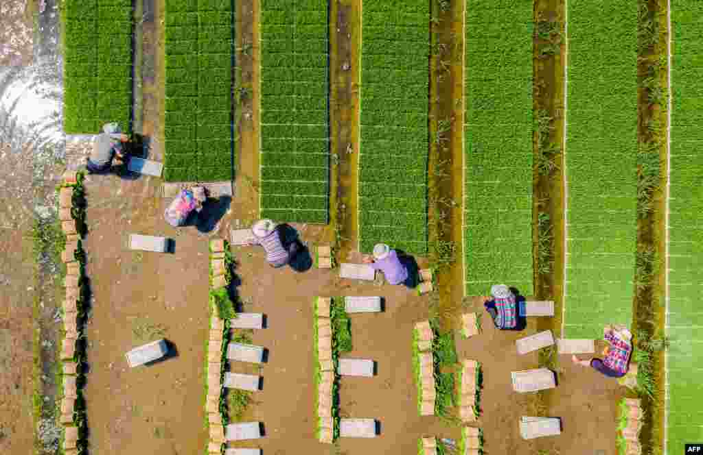 Farmers plant rice in a paddy in Haian, in China&#39;s eastern Jiangsu province.