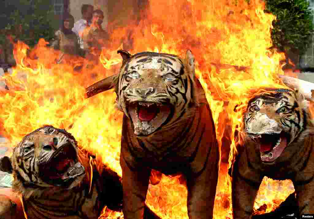 Rare and protected wildlife products that have been confiscated, such as stuffed Sumatran tiger skins, are burned during a ceremony by government forestry and wildlife officials in Banda Aceh, Aceh province, Indonesia, in this photo taken by Antara Foto.