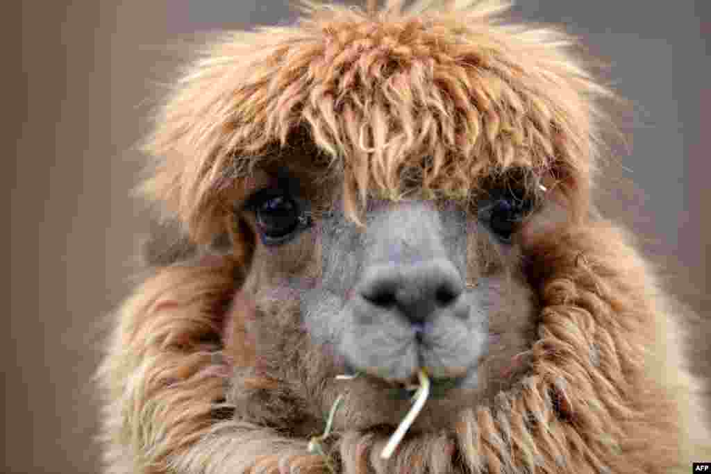 Seekor llama (binatang sejenis domba) makan di kebun binatang Hellabrunn, Munich, Jerman.