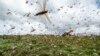 Swarms of desert locusts fly up into the air from crops in Katitika village, Kitui county, Kenya, Jan. 24, 2020.