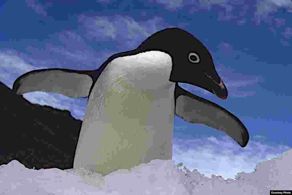 Penguin Adélie mengembangkan sayapnya. (OCEANITES/Ron Naveen)