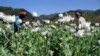FILE - Villagers harvest opium in a field in Burma's Shan state. Researchers say the precursor chemicals needed to manufacture opiates and methamphetamines are streaming into Southeast Asia.