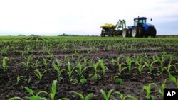 FILE - Corn stalks are seen growing on a farm field near Chandlerville, Illinois, May 25, 2013. 
