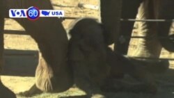 San Dieqo zooparkının yeni üzvü ~ 100 yaşlı sürücü avtoqəza törətdi