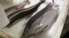 FILE - A big eye tuna, caught in the South Pacific, is shown in a fish processing facility at Pier 45 on Fisherman's Wharf in San Francisco, California.