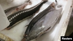 FILE - A big eye tuna, caught in the South Pacific, is shown in a fish processing facility at Pier 45 on Fisherman's Wharf in San Francisco, California.