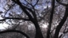 Washington’s Cherry Blossoms Showcase Breathtaking Display